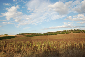 NavadelReyCampos