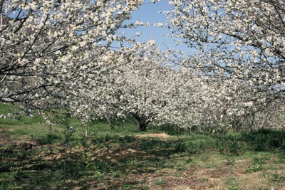 ValleJerte01